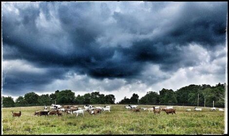 Farming Smarter, Not Harder, Part 1: Pasture and Hay Image